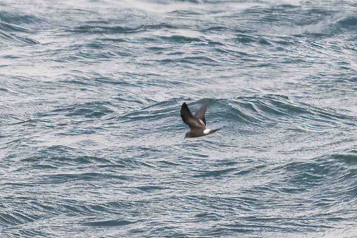 Leach's Storm-Petrel - ML624035414