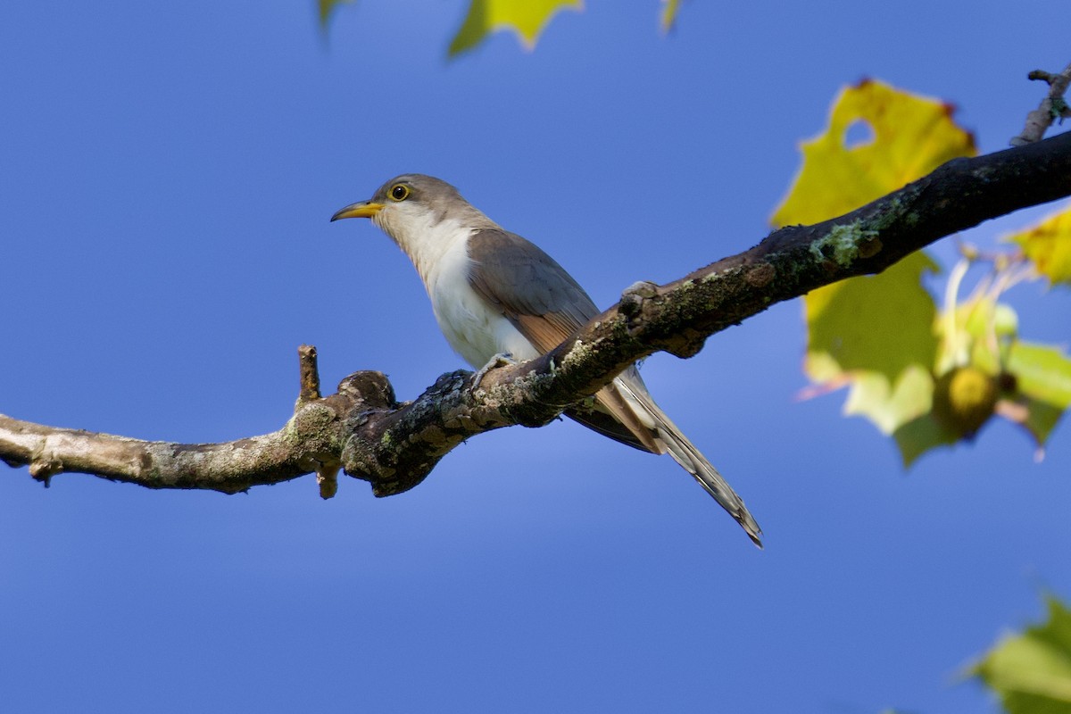 Yellow-billed Cuckoo - ML624035421