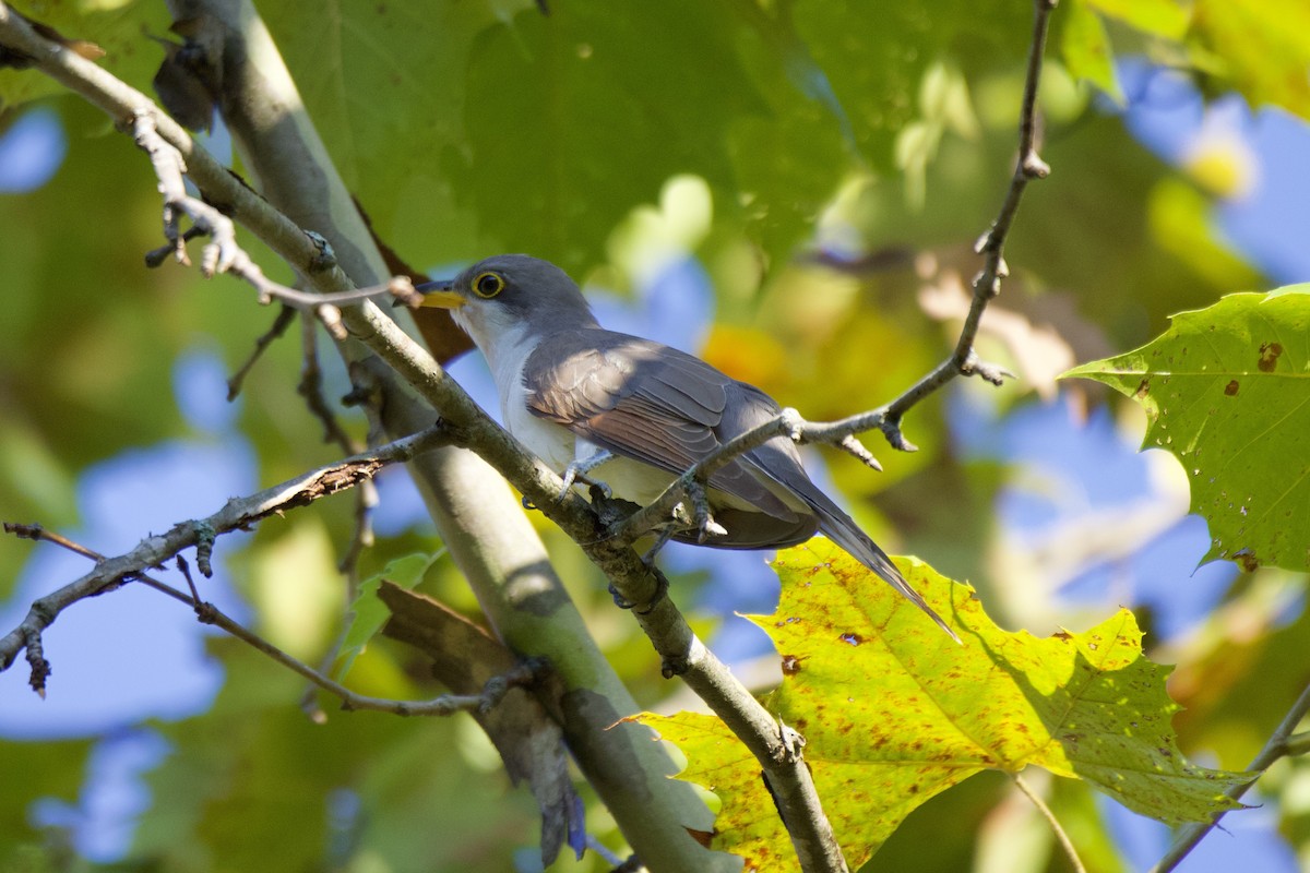 Yellow-billed Cuckoo - ML624035422