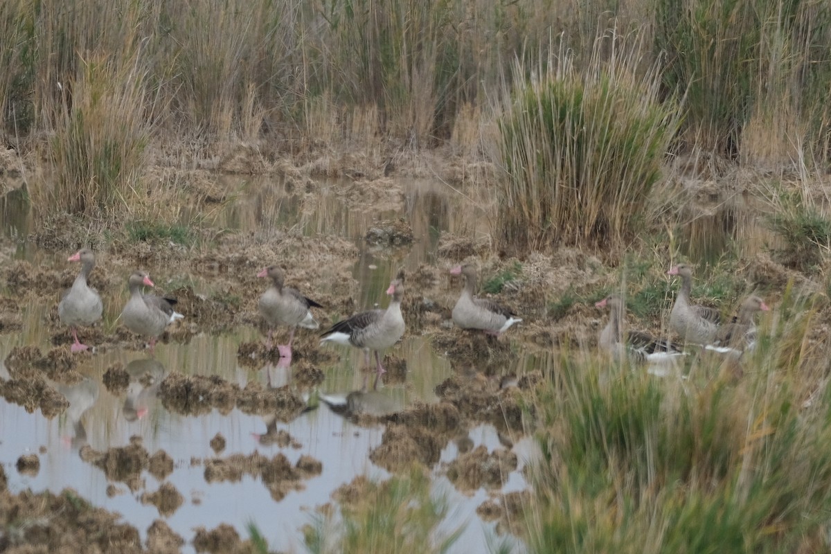 Graylag Goose - ML624035424