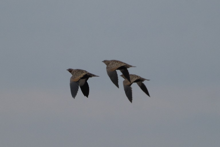 Black-bellied Sandgrouse - ML624035433