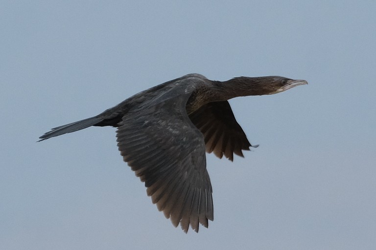 Pygmy Cormorant - ML624035438