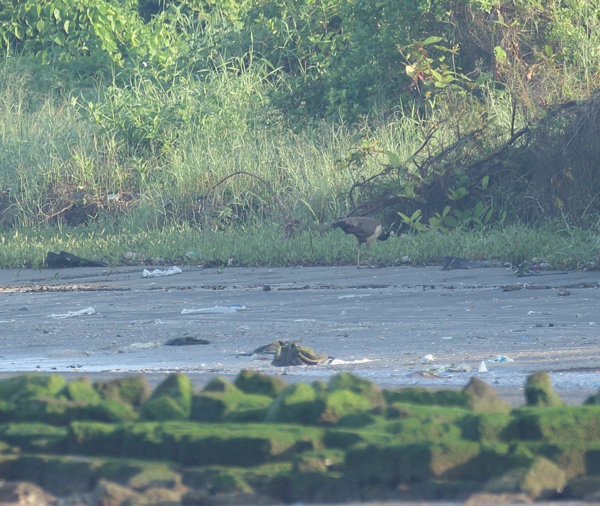 Indian Peafowl - Savio Fonseca (www.avocet-peregrine.com)