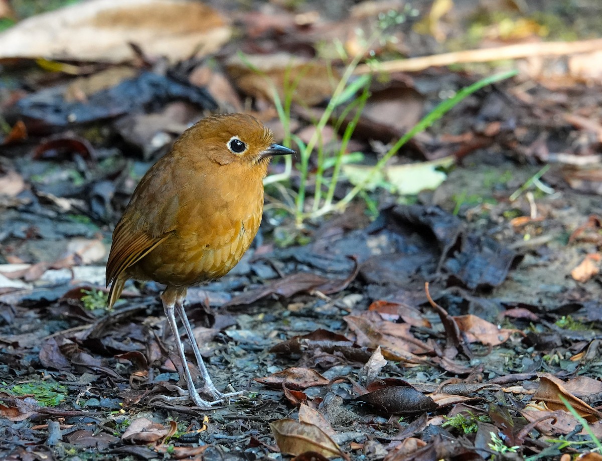 Urubamba Antpitta - ML624035440