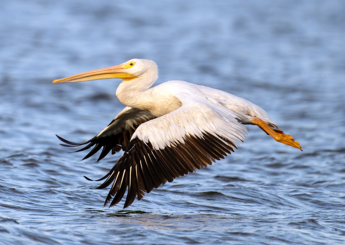 American White Pelican - Greg Courtney