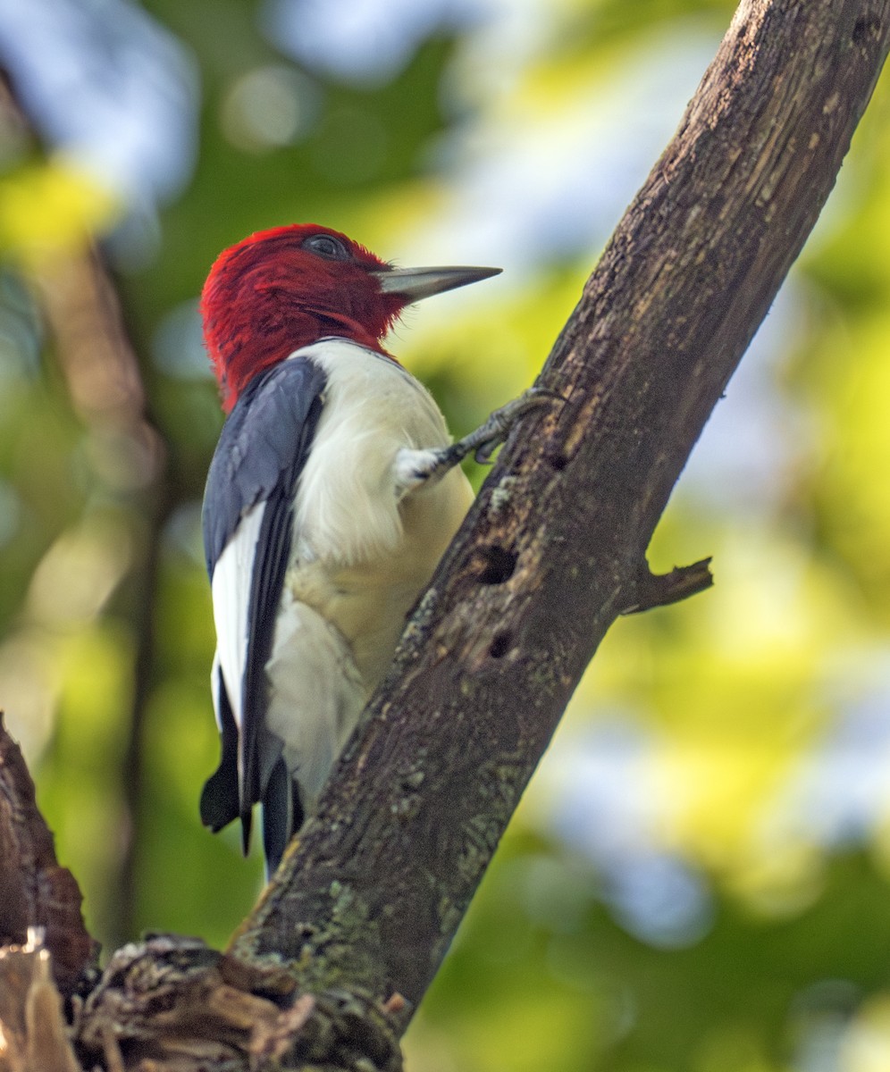 Red-headed Woodpecker - ML624035459