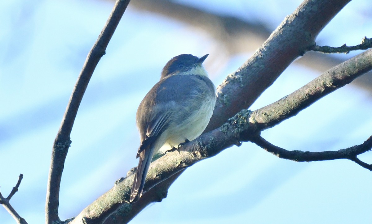 Eastern Wood-Pewee - ML624035470