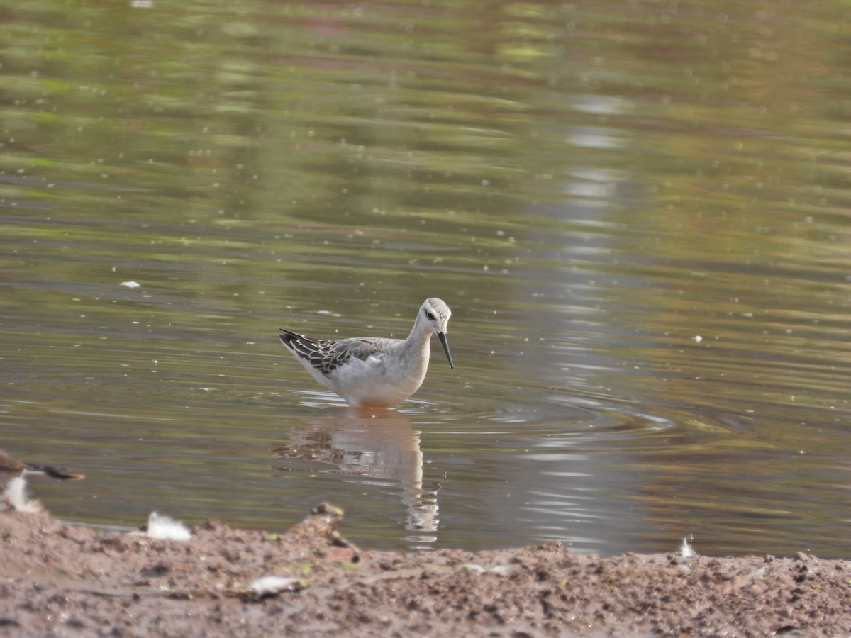 Wilson's Phalarope - ML624035513