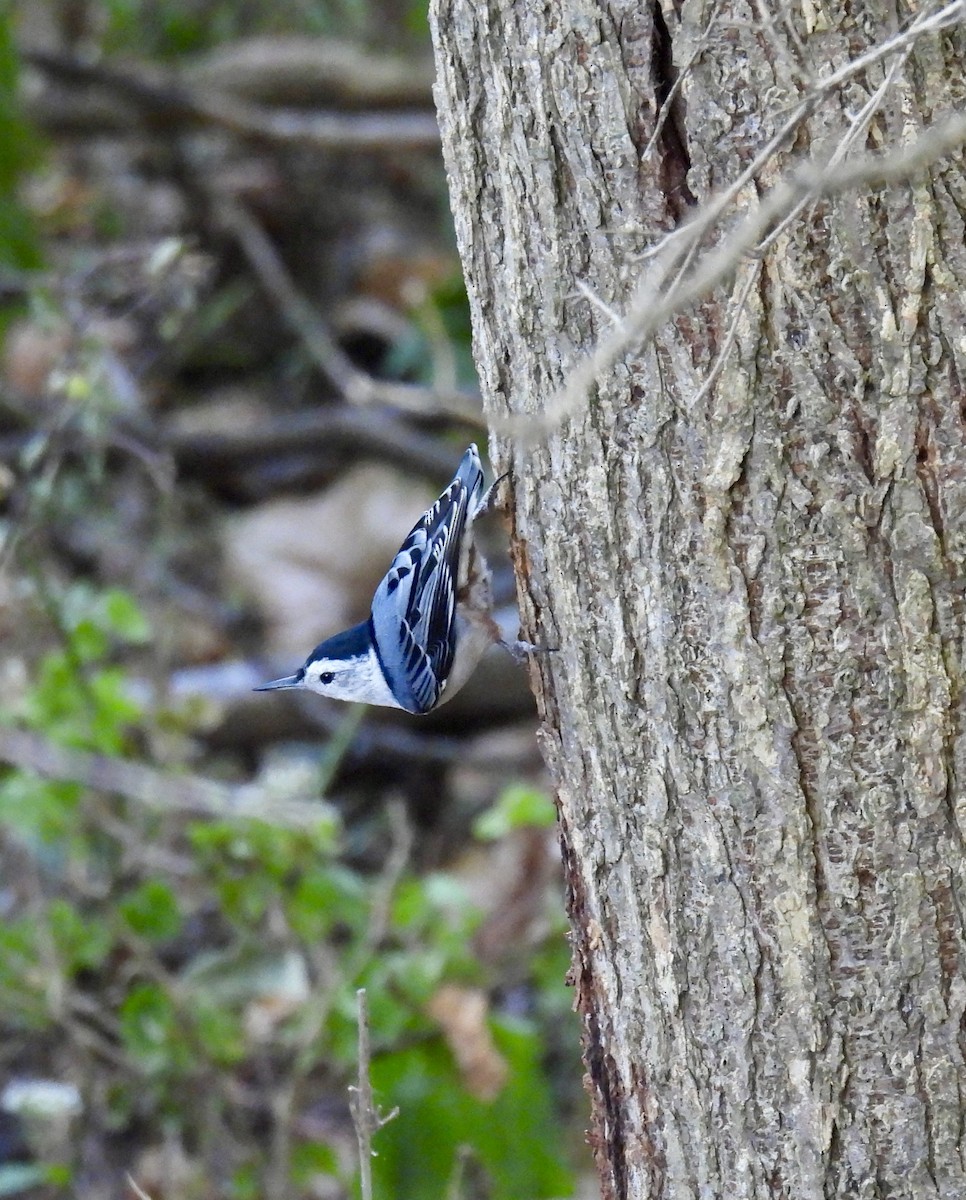 White-breasted Nuthatch (Eastern) - ML624035514