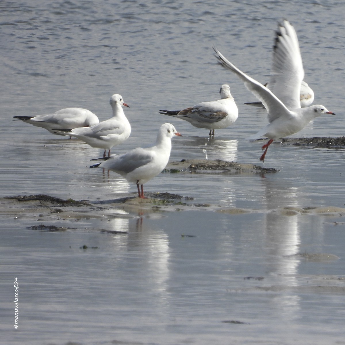 Black-headed Gull - ML624035519