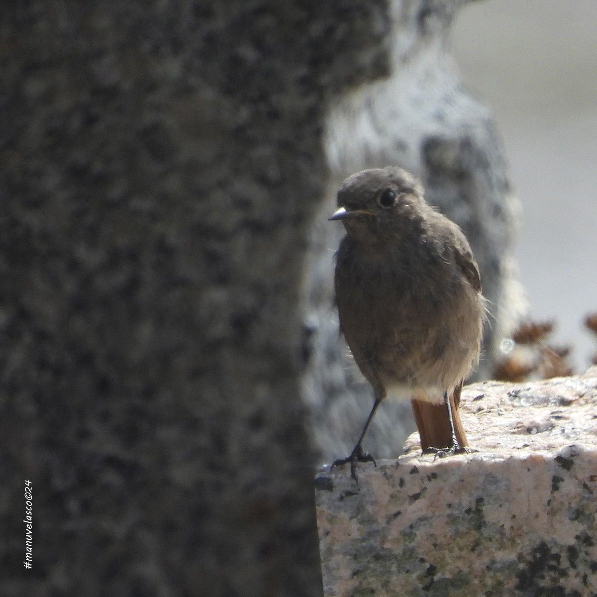 Black Redstart - ML624035540