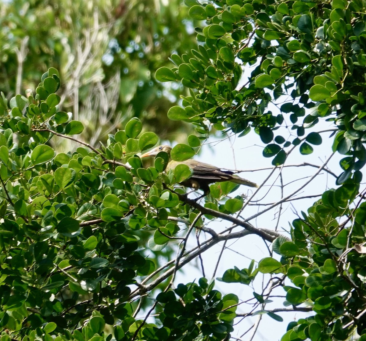 Green Oropendola - ML624035563