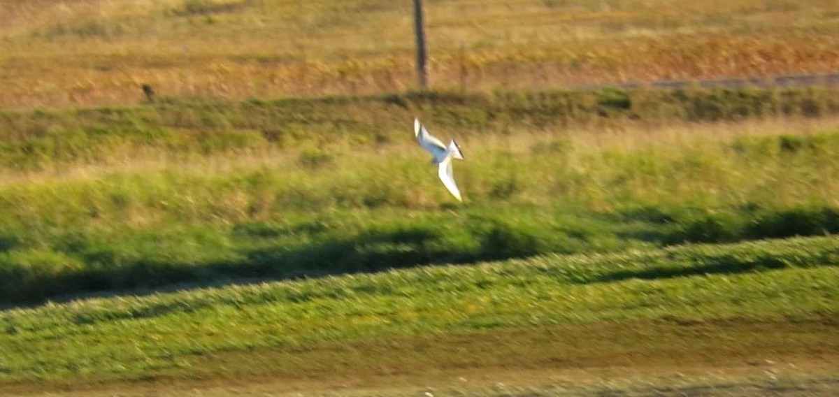 Sabine's Gull - ML624035575