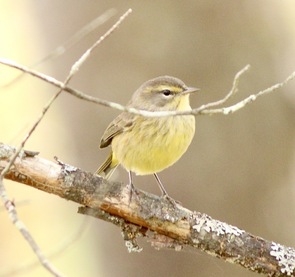 Palm Warbler (Yellow) - ML624035635