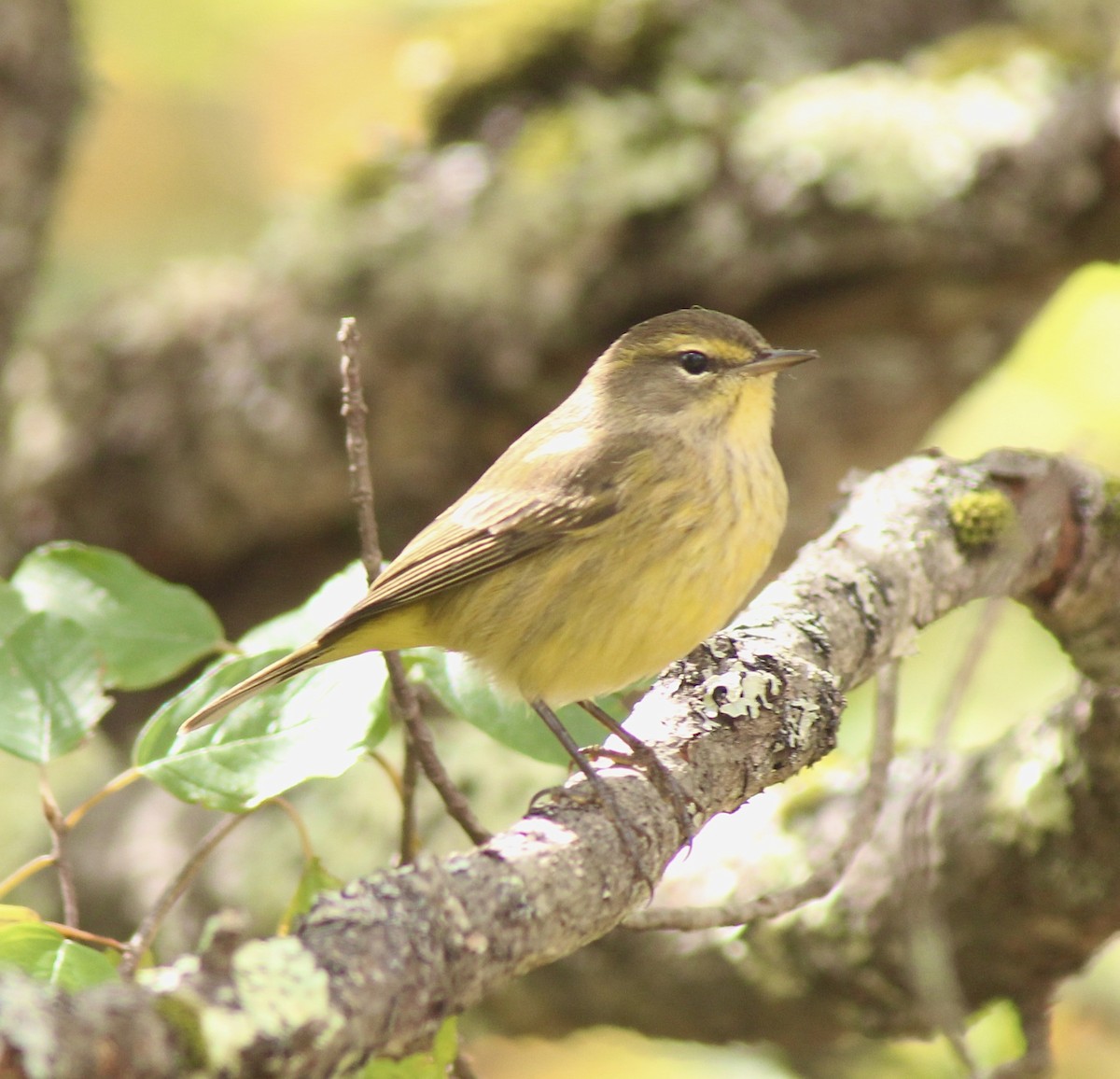 Palm Warbler (Yellow) - ML624035636