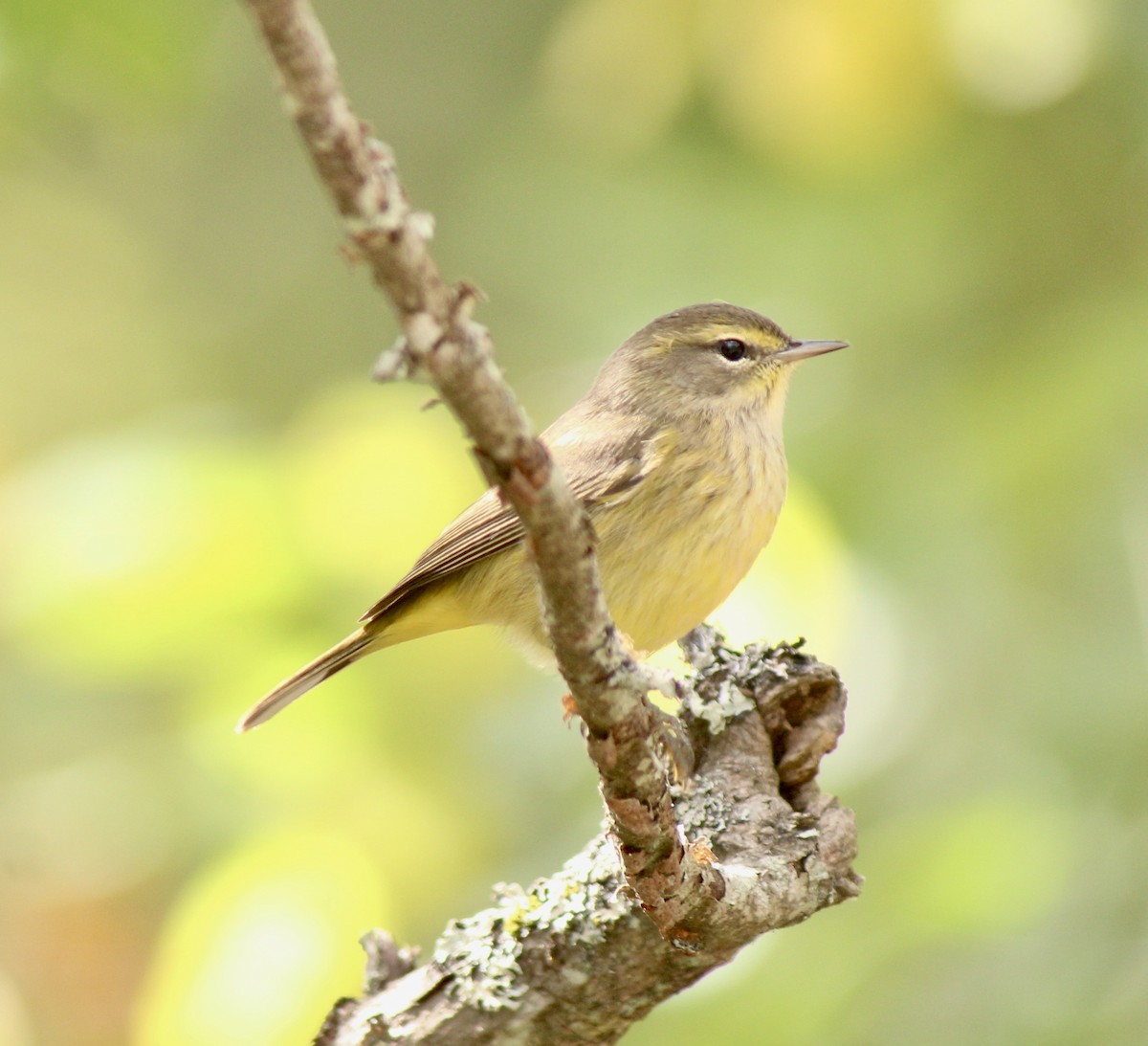 Palm Warbler (Yellow) - ML624035637