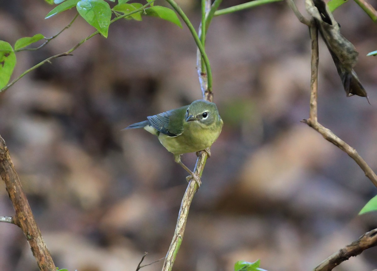 Black-throated Blue Warbler - ML624035656