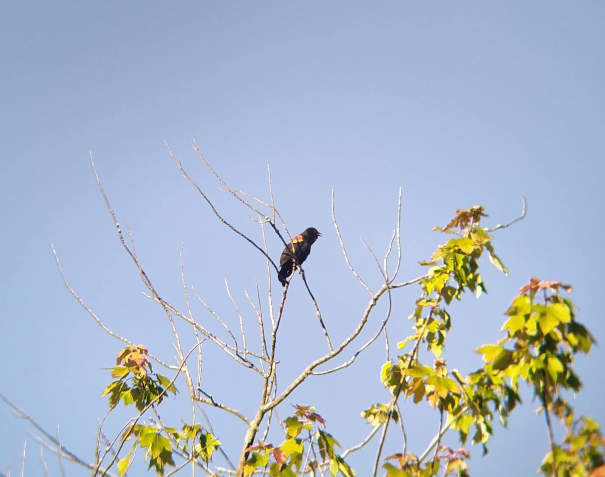 Red-winged Blackbird - ML624035662