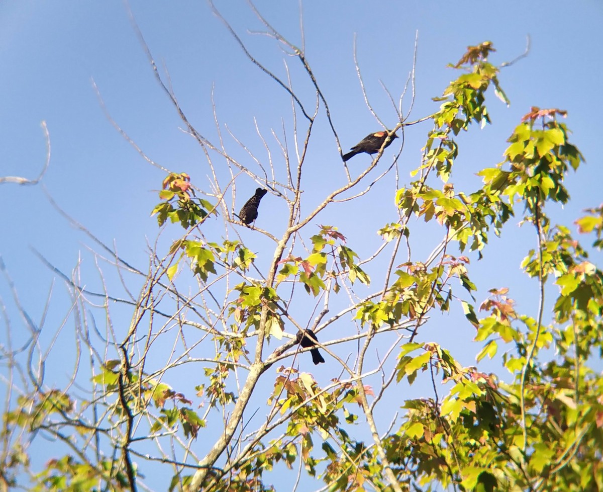 Red-winged Blackbird - ML624035663