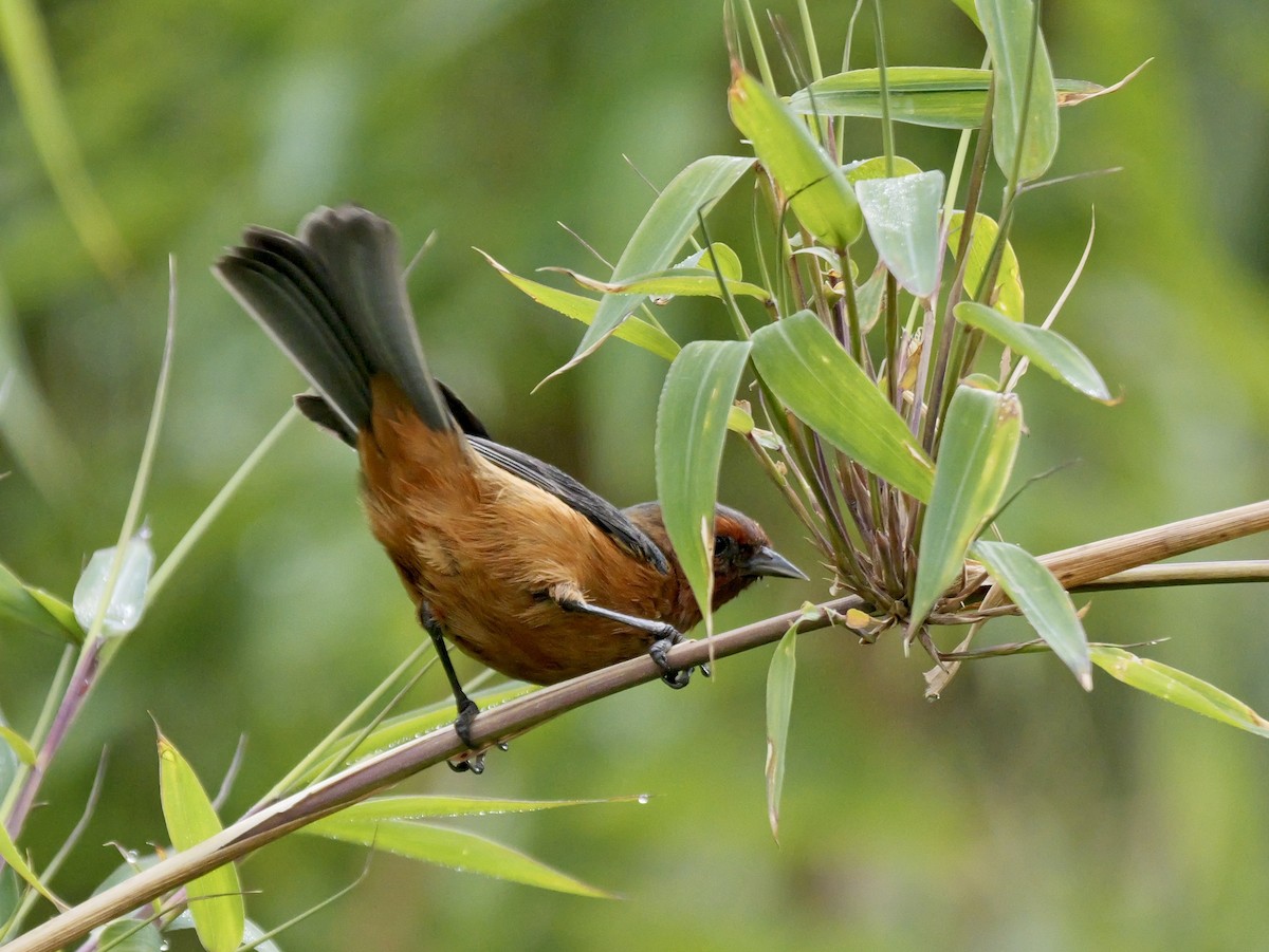 Rufous-browed Conebill - ML624035679