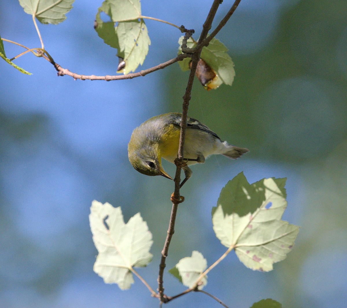 Northern Parula - ML624035691