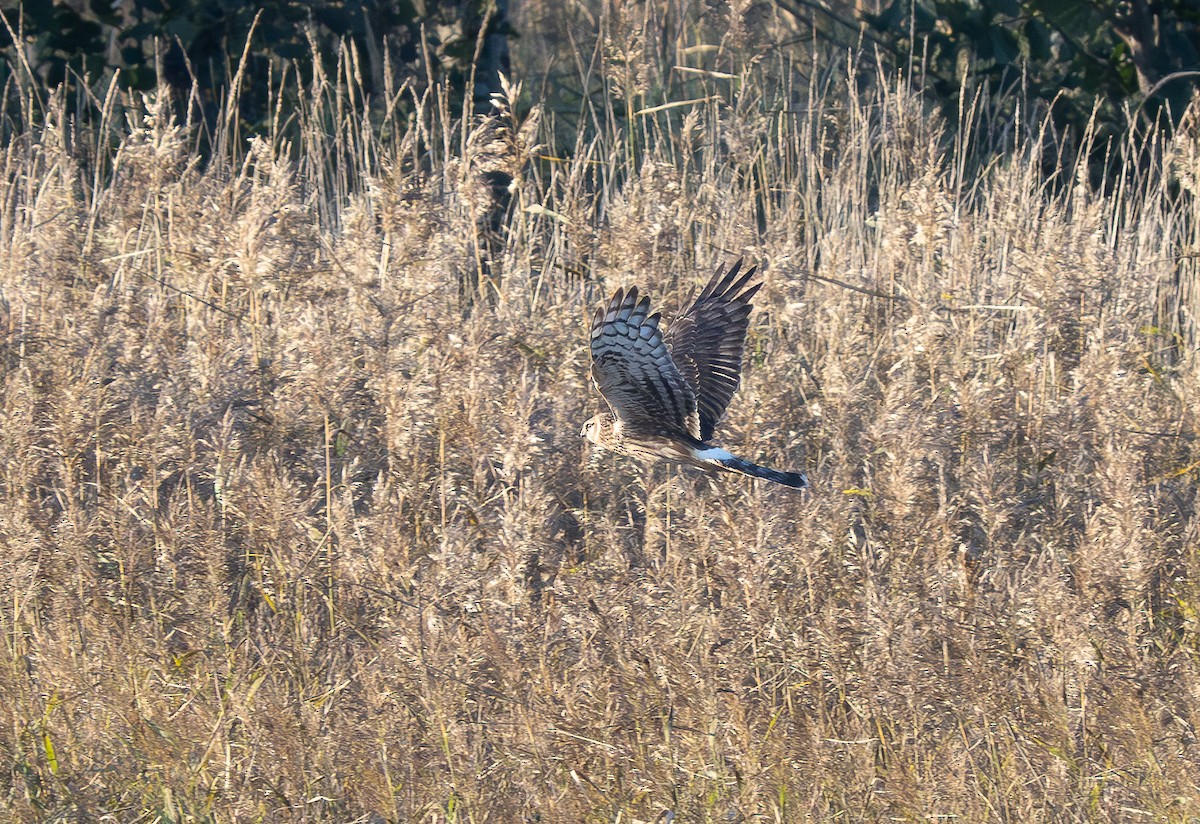 Hen Harrier - ML624035706