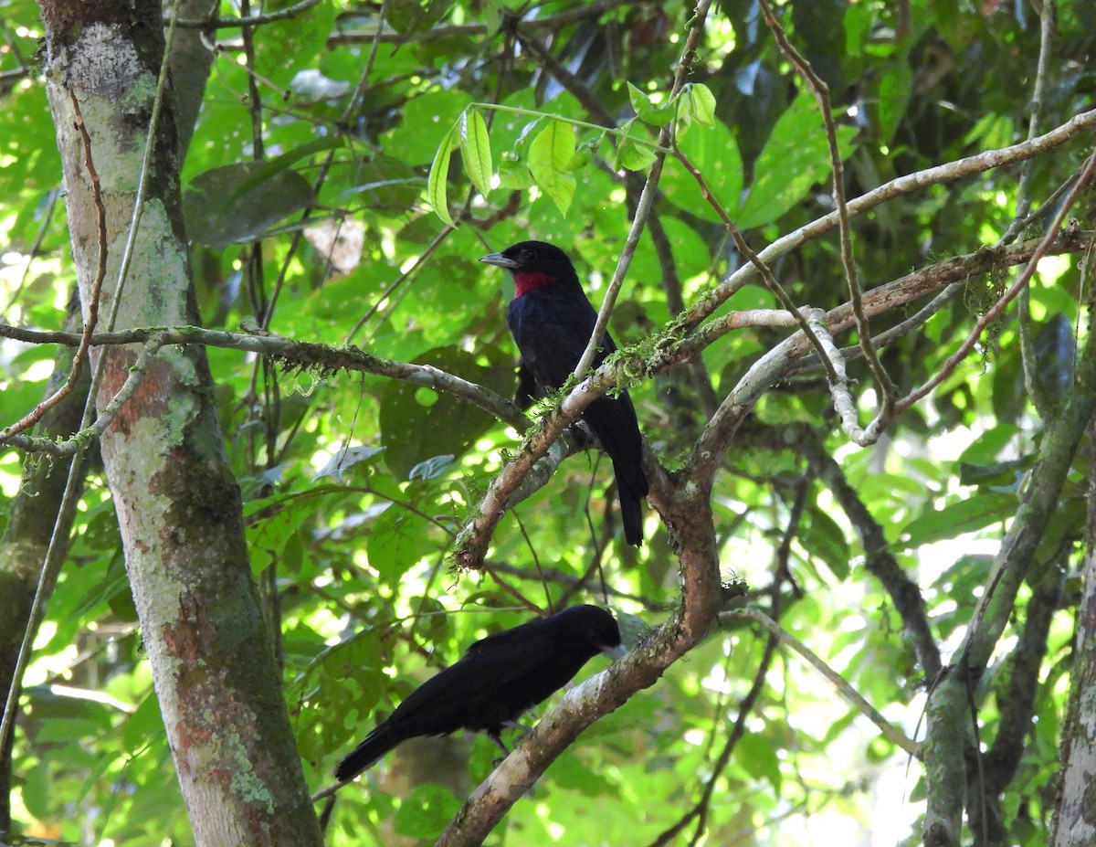 Purple-throated Fruitcrow - ML624035711