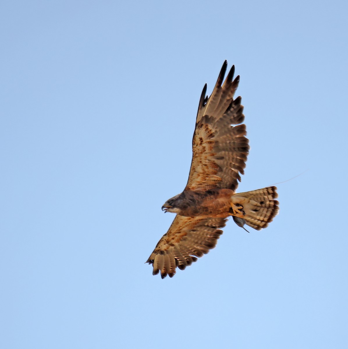 Swainson's Hawk - ML624035718