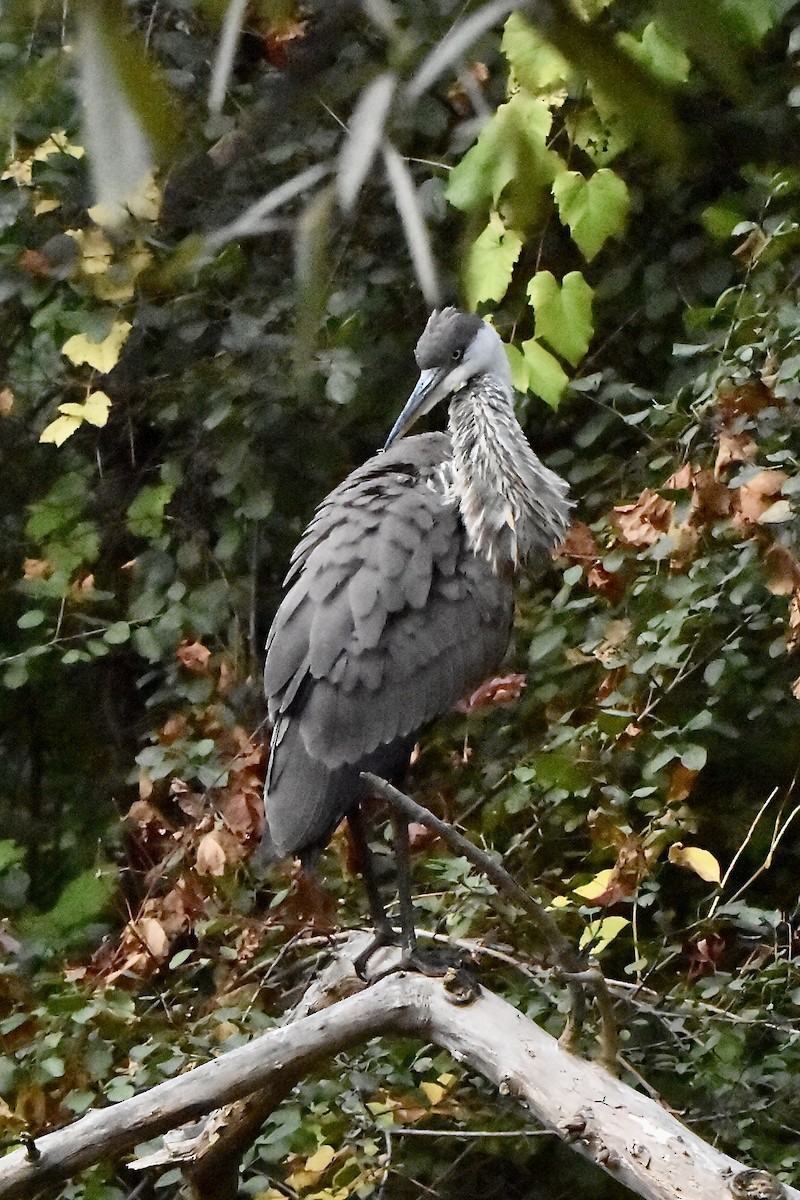 Great Blue Heron - ML624035724