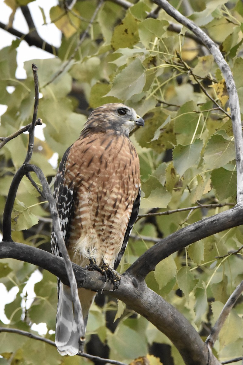 Red-shouldered Hawk - ML624035733