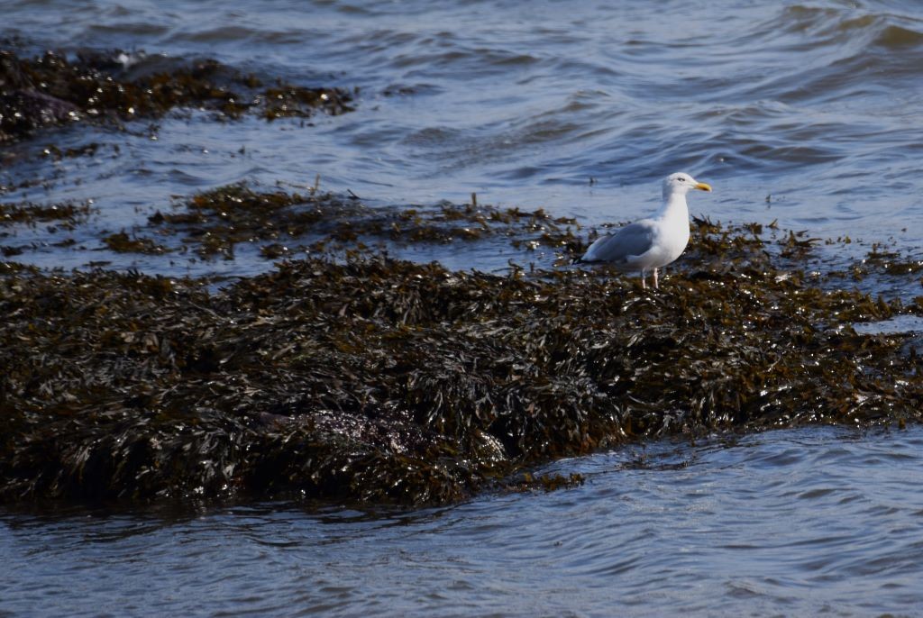 Herring Gull (European) - ML624035798