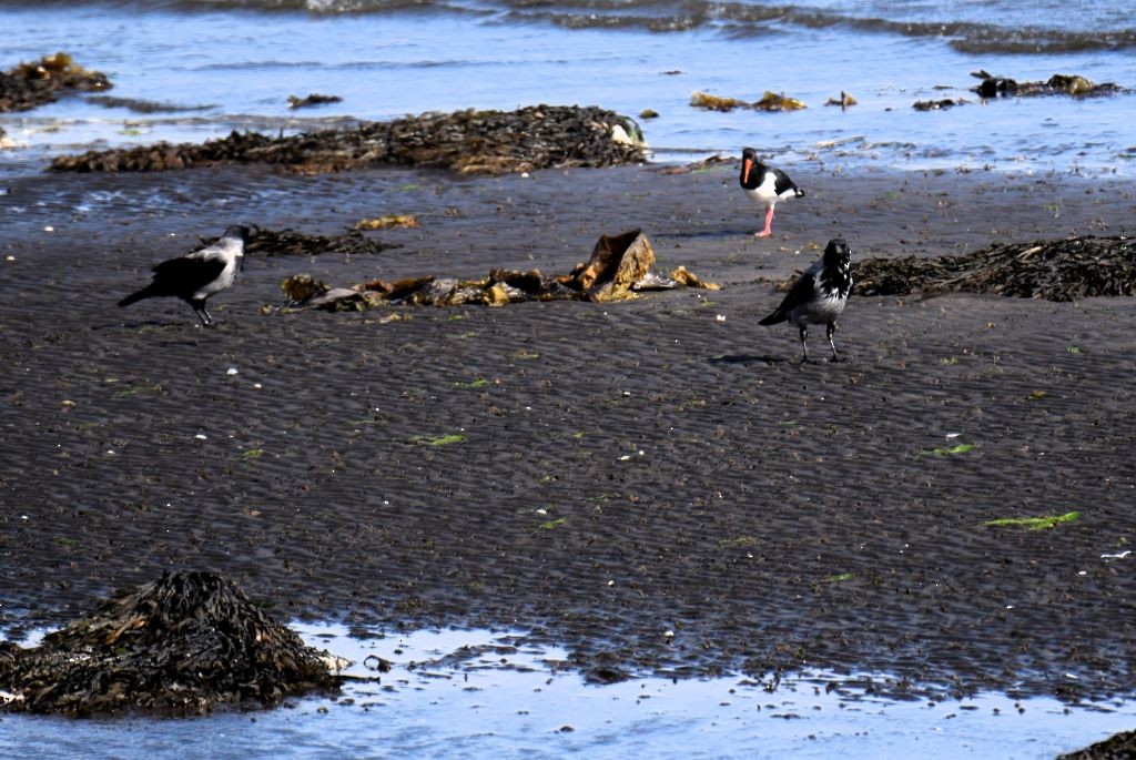 Hooded Crow - ML624035804