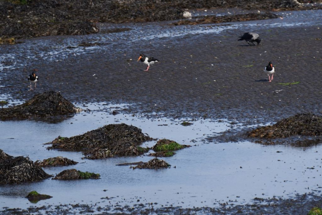 Eurasian Oystercatcher - ML624035810