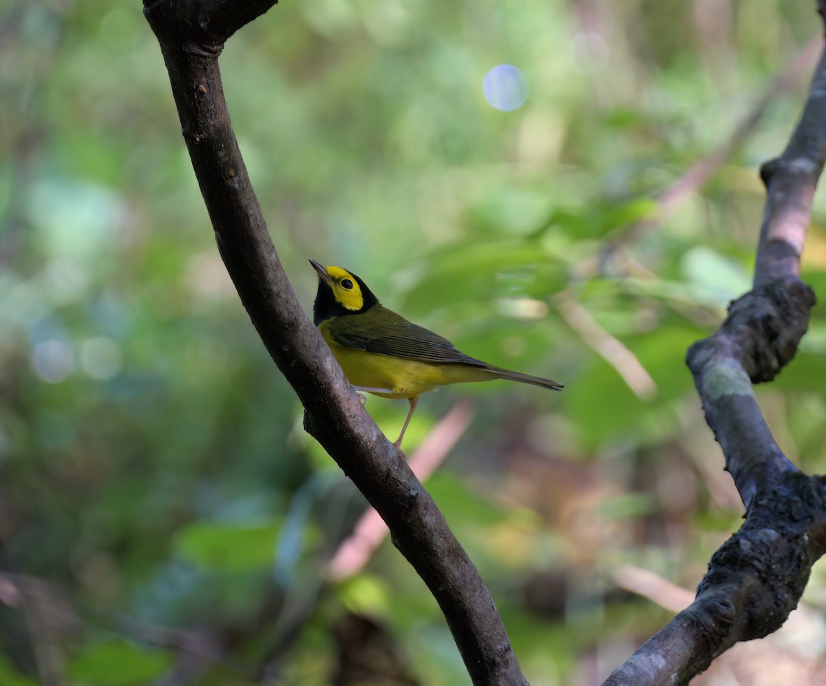 Hooded Warbler - ML624035819