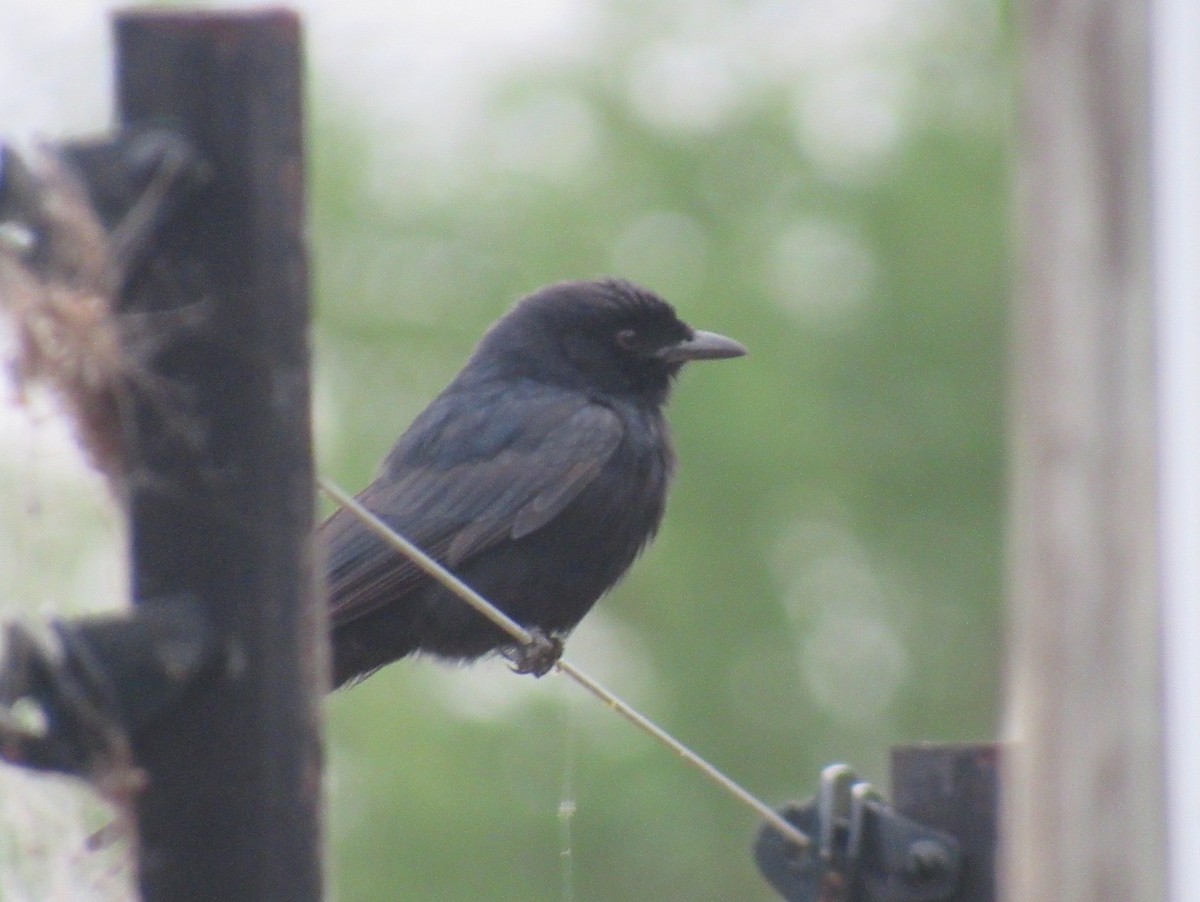 Square-tailed Drongo - ML624035823