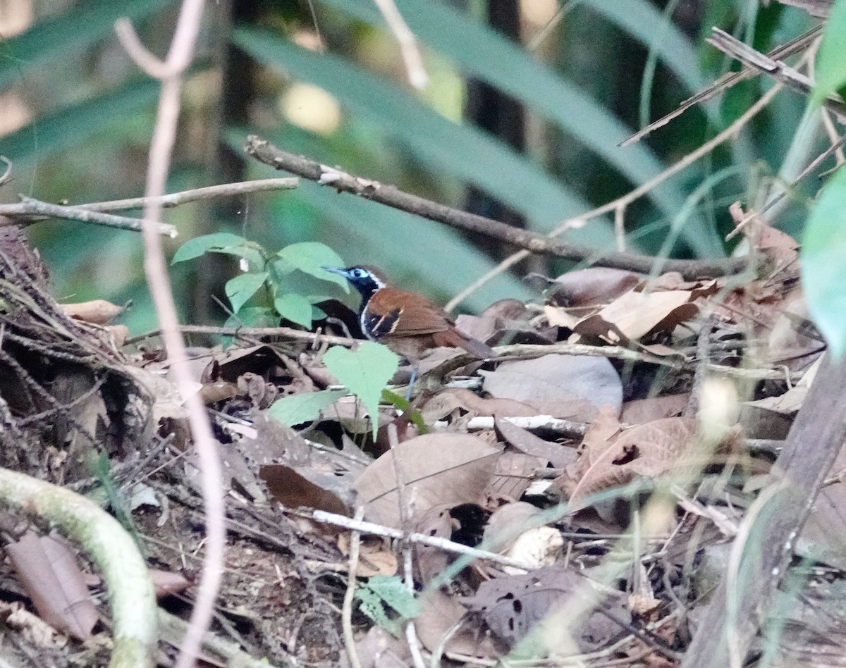 Ferruginous-backed Antbird - ML624035843