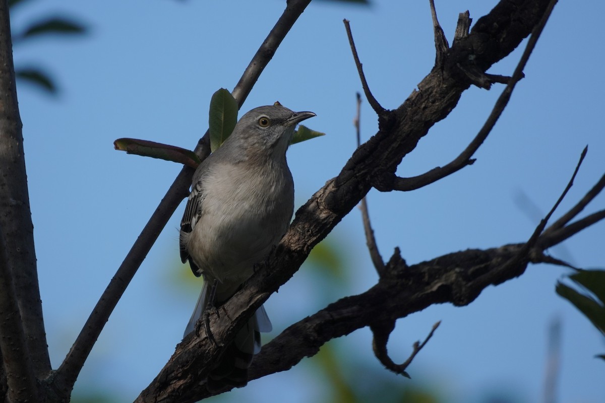 Northern Mockingbird - ML624035861