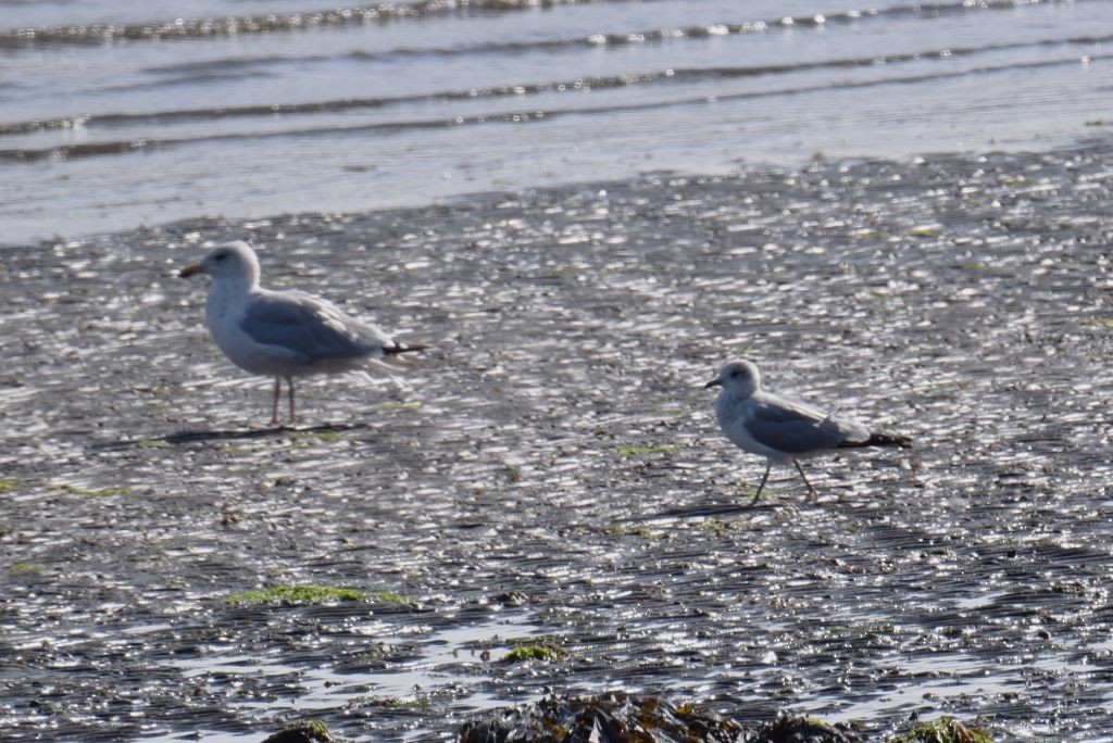 Common Gull - ML624035869