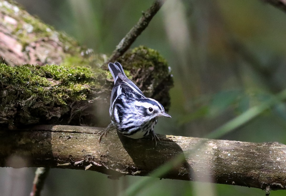 Black-and-white Warbler - Debbie Parker