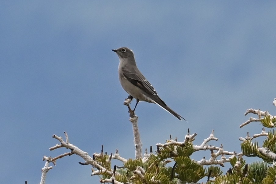 Townsend's Solitaire - ML624035904