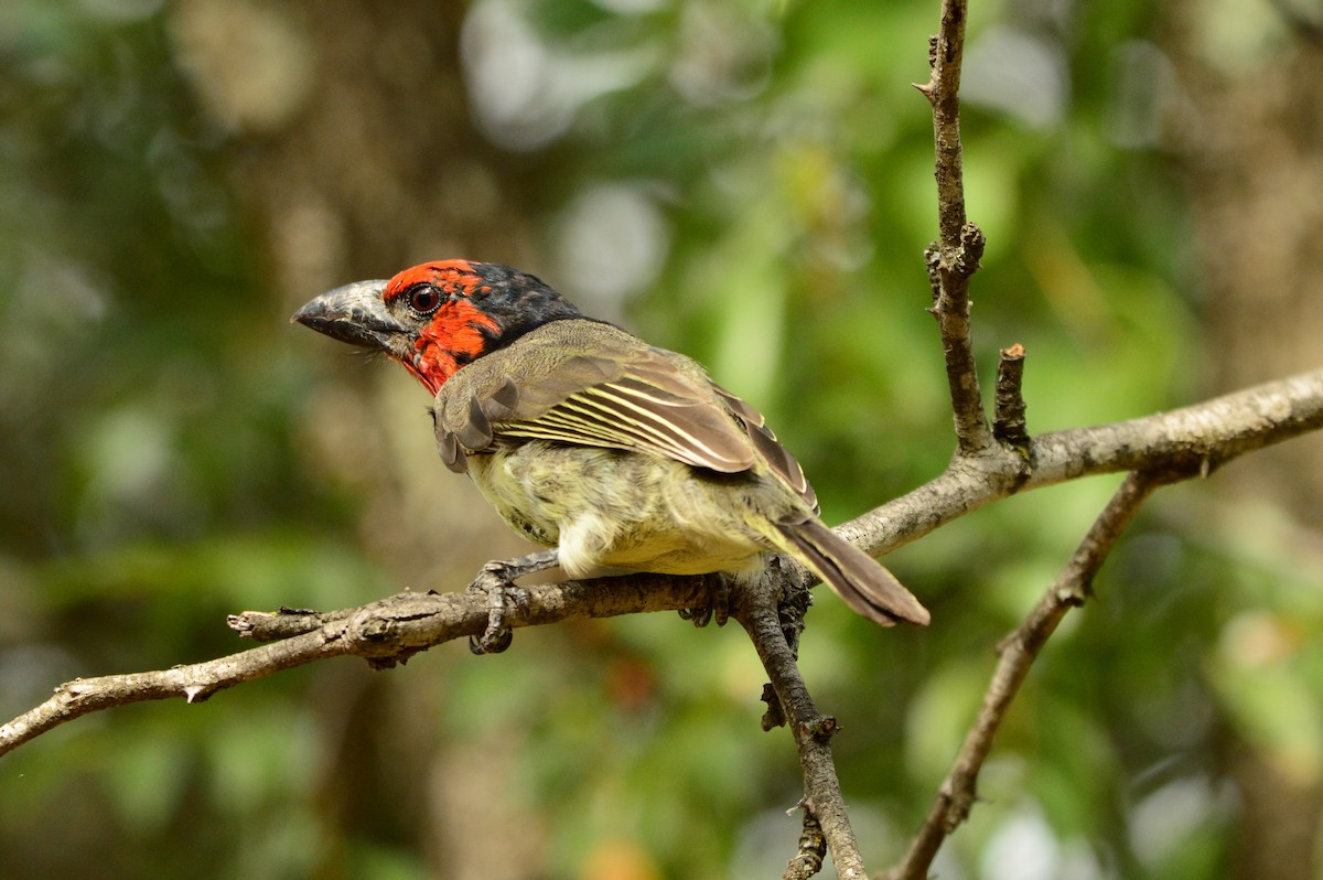 Black-collared Barbet - ML624035922