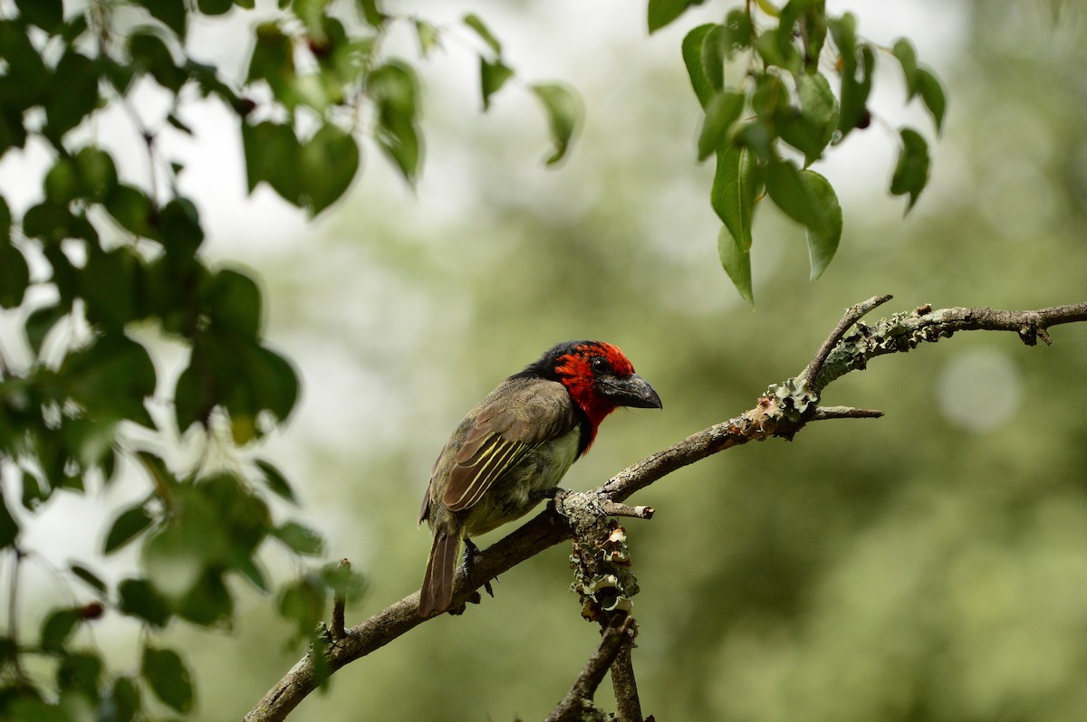 Black-collared Barbet - ML624035923