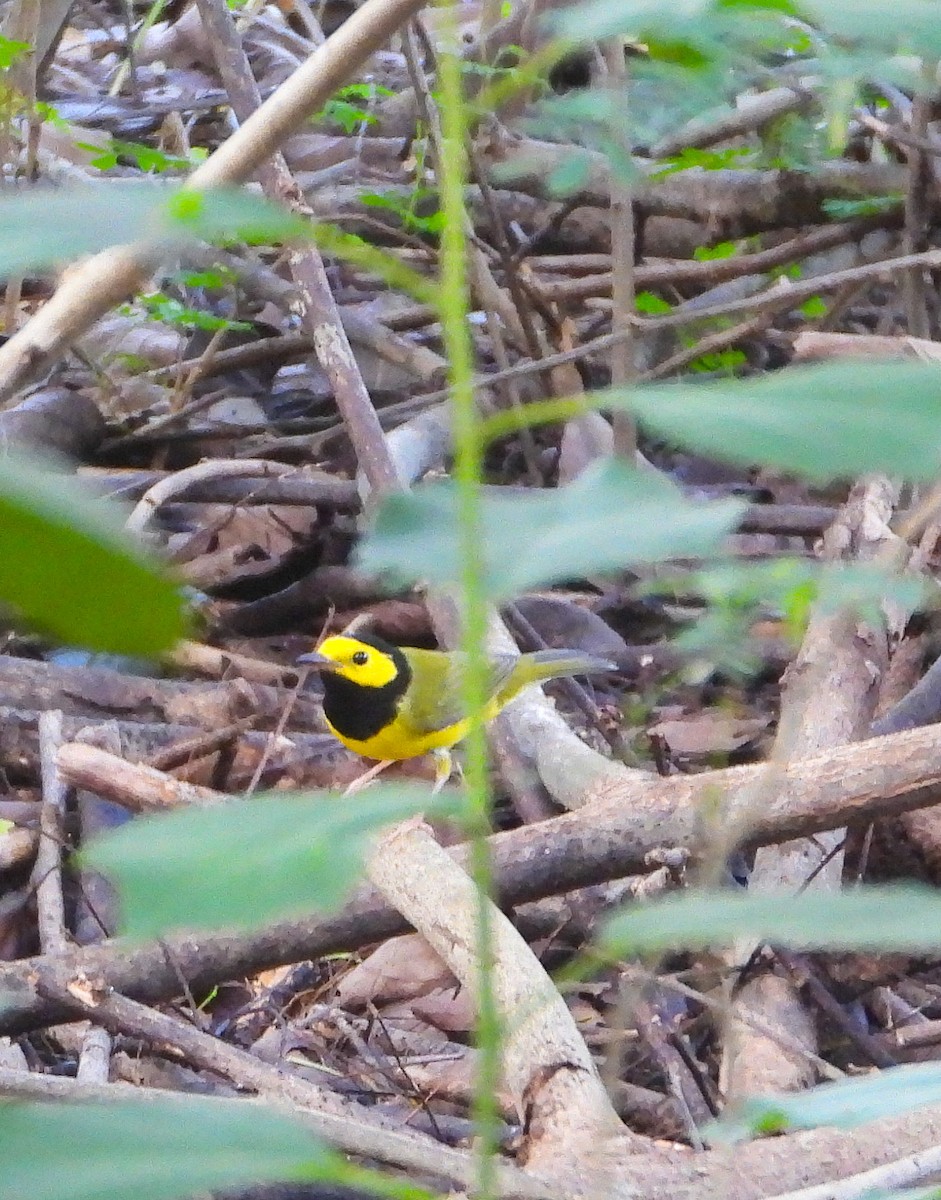 Hooded Warbler - ML624035927