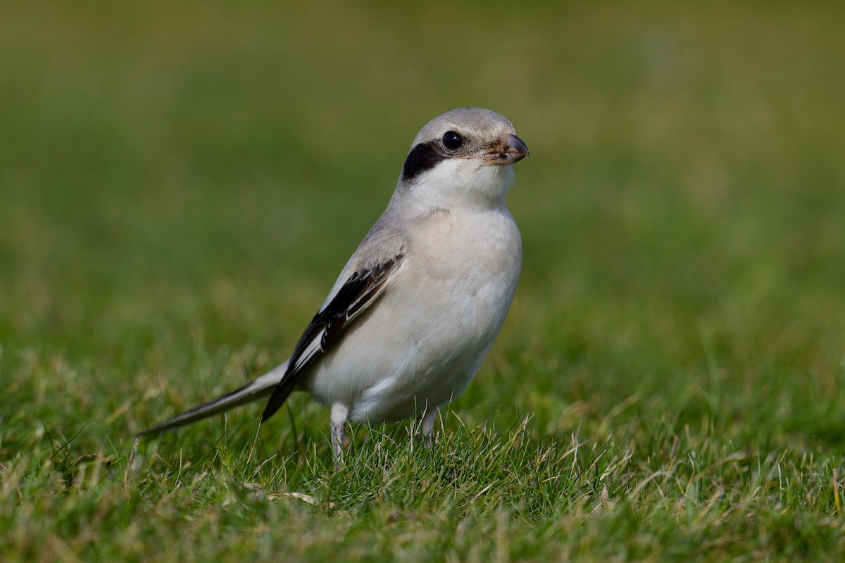 Great Gray Shrike (Steppe) - ML624035929