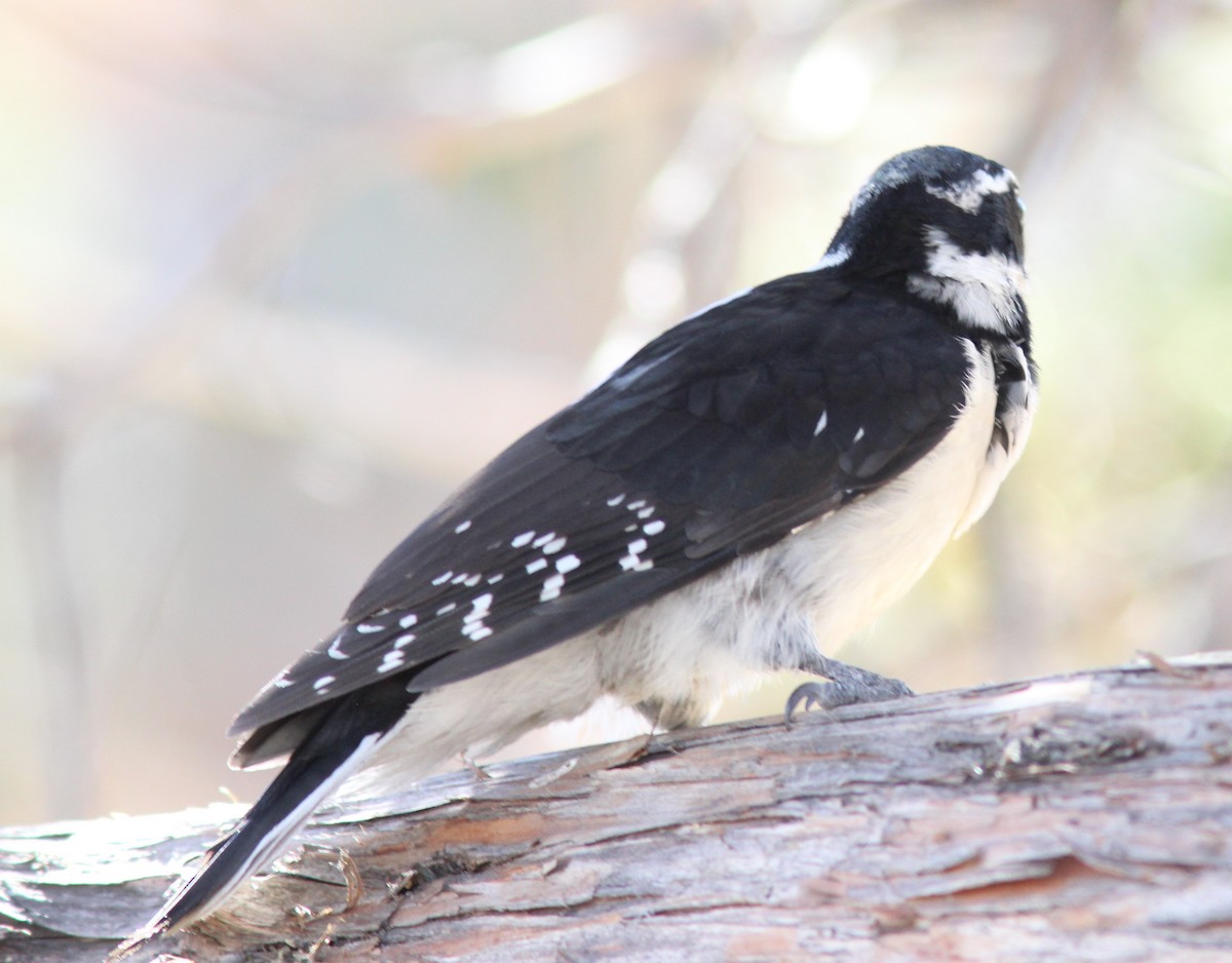 Hairy Woodpecker - ML624035954