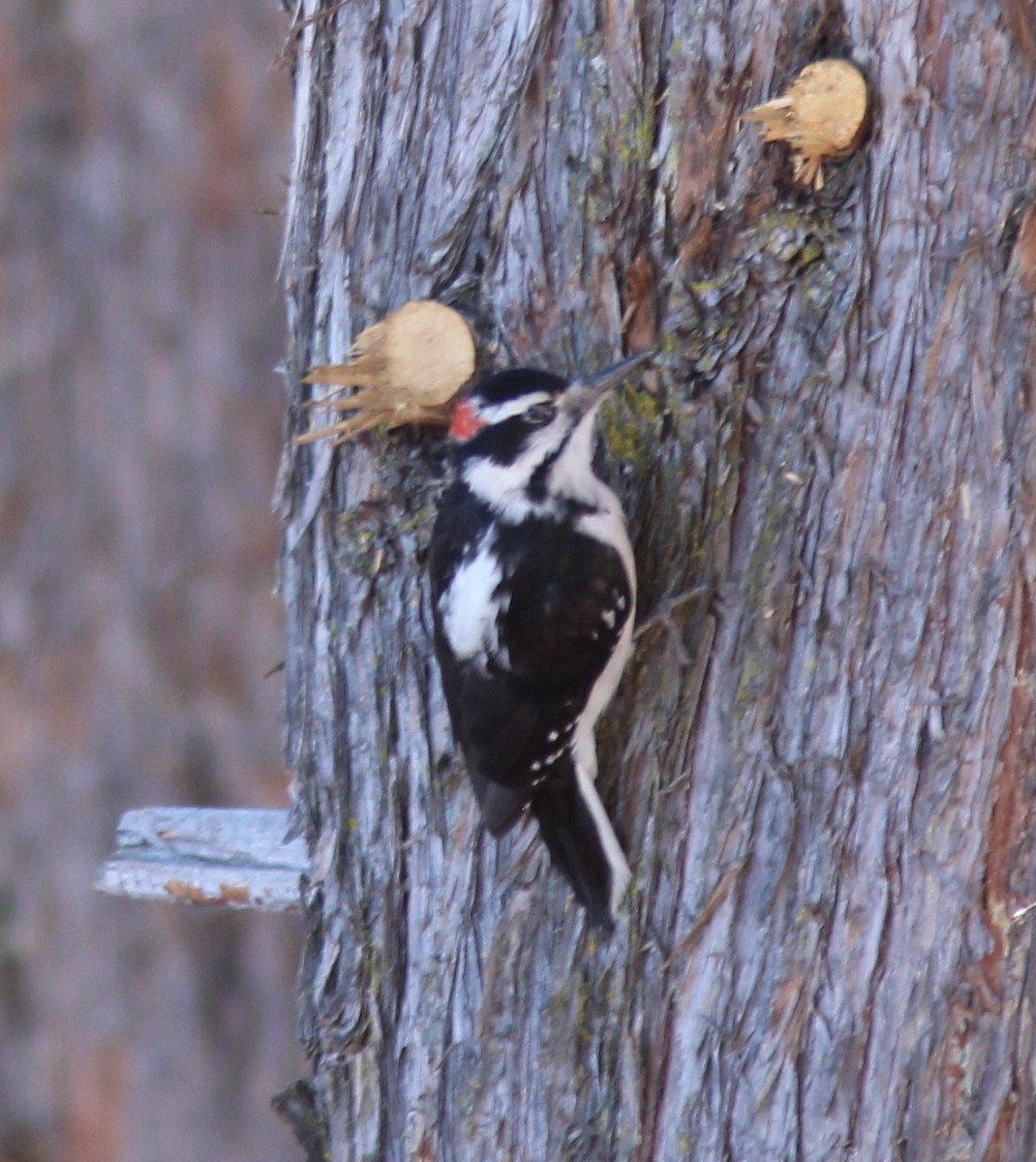 Hairy Woodpecker - ML624035955