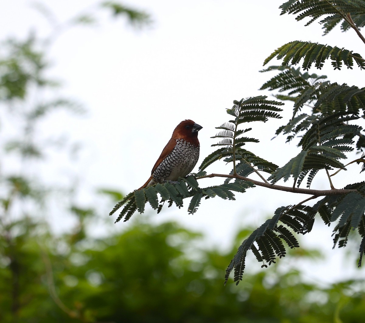 Scaly-breasted Munia - ML624035956