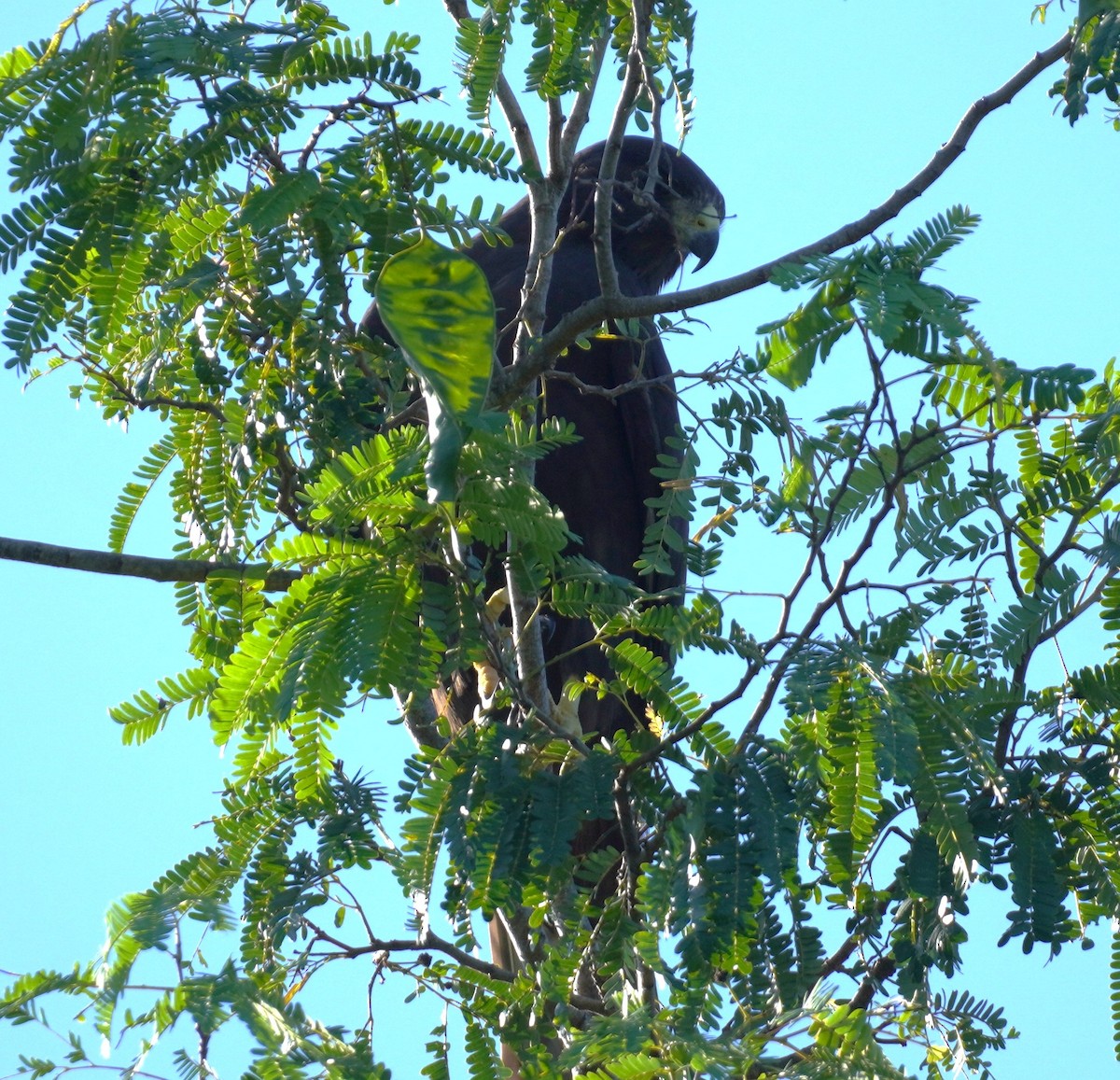 Short-tailed Hawk - ML624035977