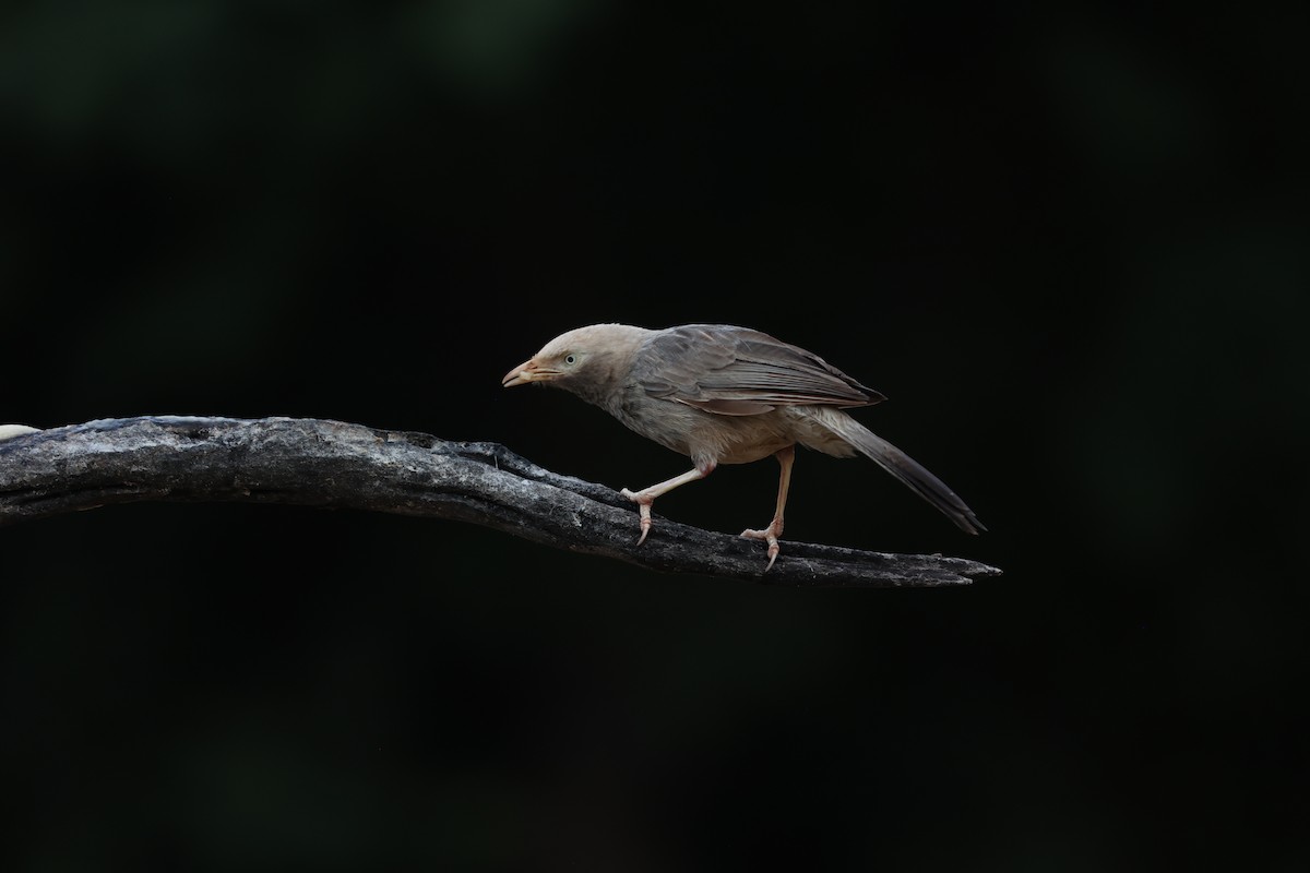 Yellow-billed Babbler - ML624035980