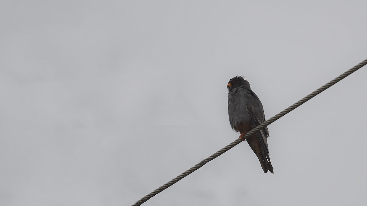 Red-footed Falcon - ML624036003